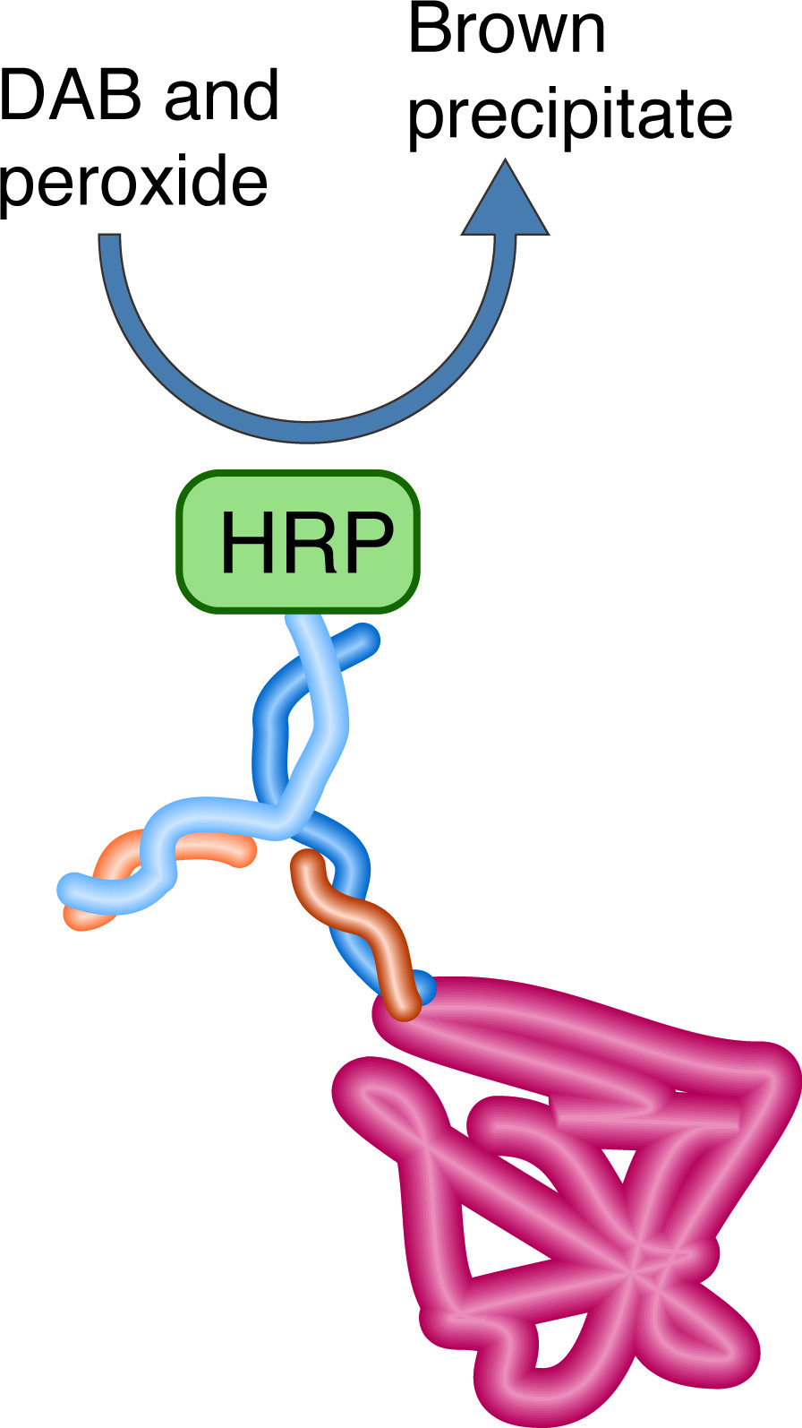 Labeled Antibody